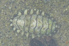 Mopalioidea