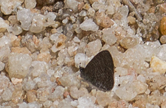 Pseudonacaduba sichela sichela