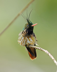Black-Crested Coquette photo 1
