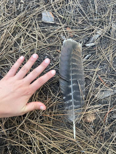 iNaturalist observation photo of Wild Turkey