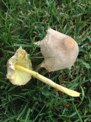 Leucocoprinus tricolor