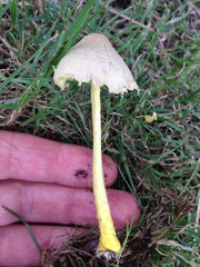 Leucocoprinus tricolor