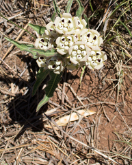 Pachycarpus schinzianus