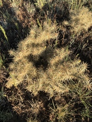 Cylindropuntia davisii
