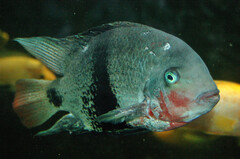 Blackbelt Cichlid photo 1
