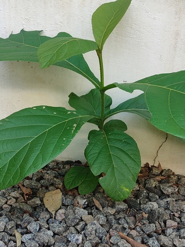 Tectona grandis - Whole tree