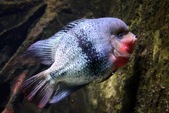 Blackbelt Cichlid photo 2