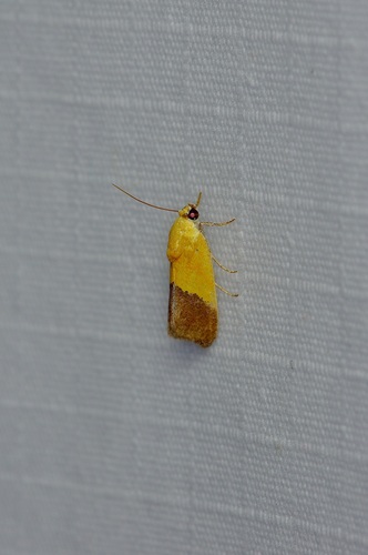 Half-yellow Moth photo 5