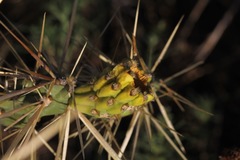 Cylindropuntia davisii