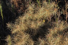 Cylindropuntia davisii