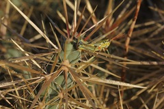 Cylindropuntia davisii
