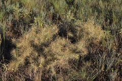 Cylindropuntia davisii