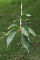 Cerasus