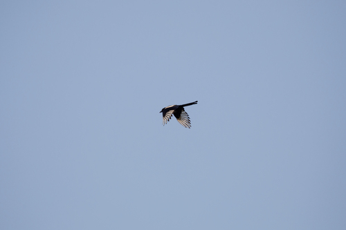 Oriental Magpie, 中国上海市浦东新区, photo 10 of 10