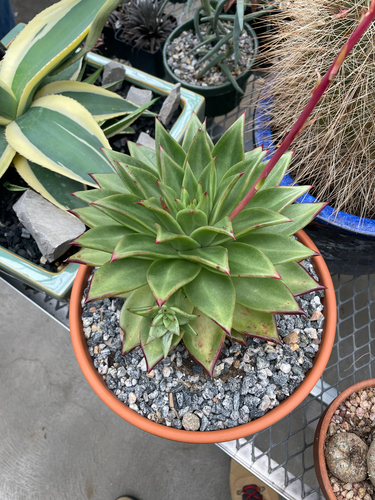Foto de Echeveria