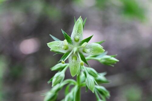 Image of Frasera caroliniensis by (c) Dominic, some rights reserved (CC BY)