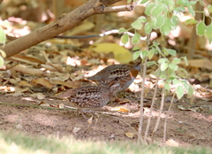 Turnix nigricollis