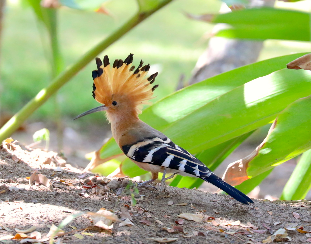Madagascar Hoopoe