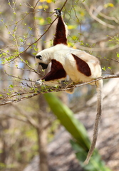 Propithecus coquereli