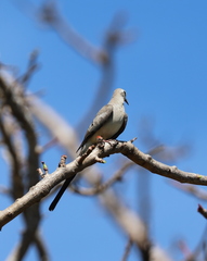 Oena capensis aliena