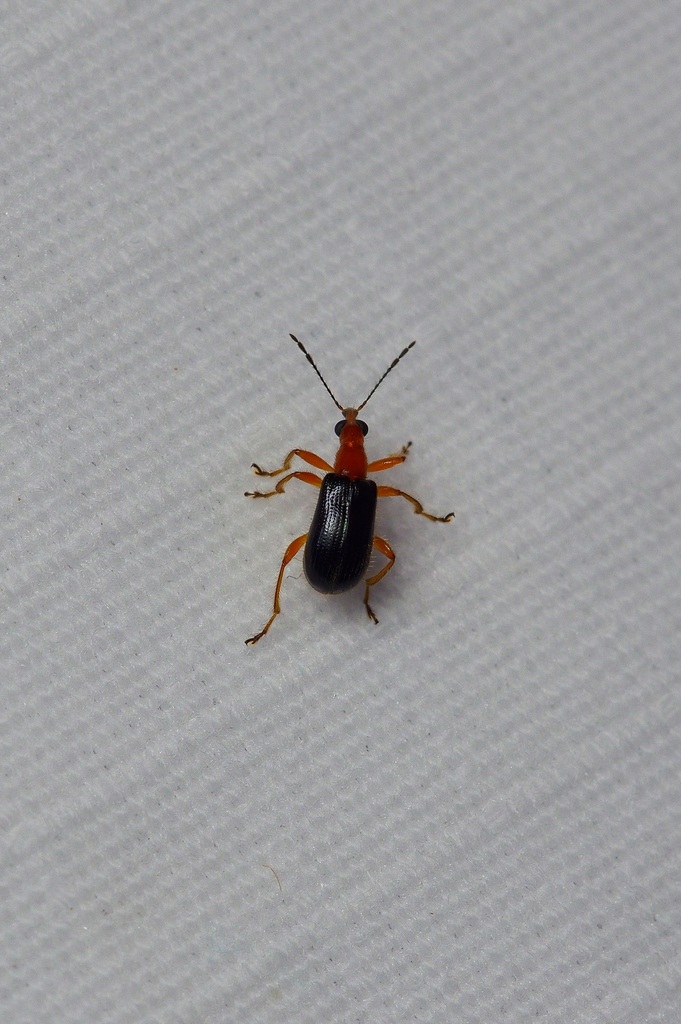 Eugnamptus angustatus