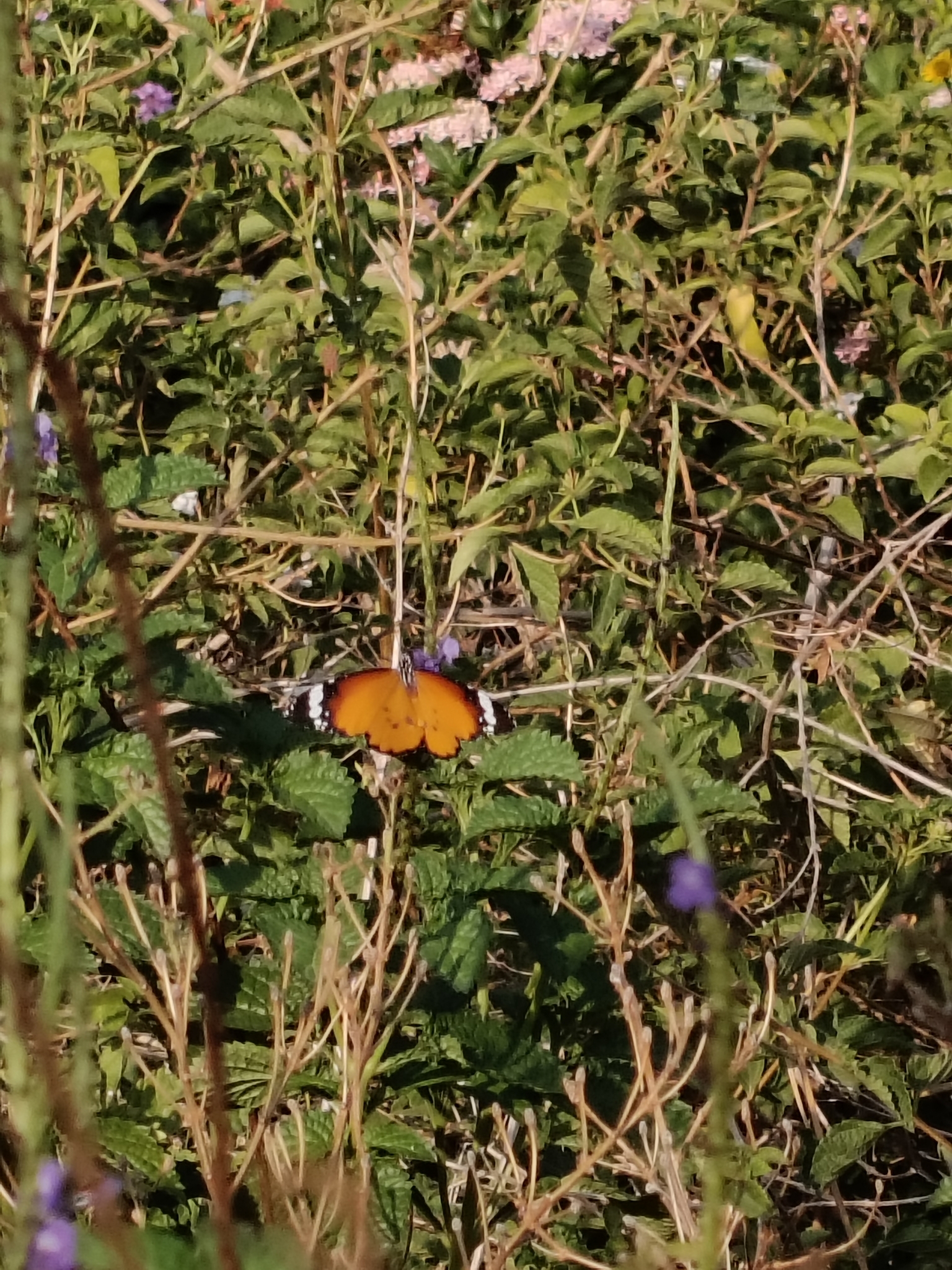 Plain Tiger