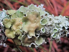 Imshaugia placorodia