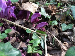 Lathraea clandestina