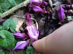 Lathraea clandestina