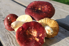 Russula badia