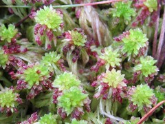 Sphagnum subtile