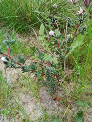 Lampranthus leptaleon