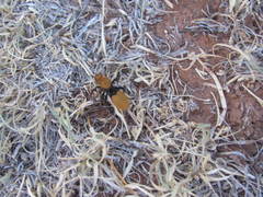 Dasymutilla calorata