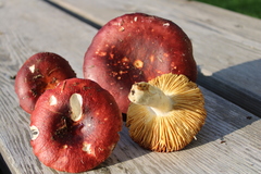 Russula badia