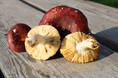 Russula badia