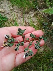 Lampranthus leptaleon