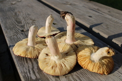Russula badia