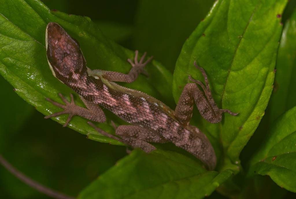 Scalyback Anole