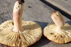 Russula badia