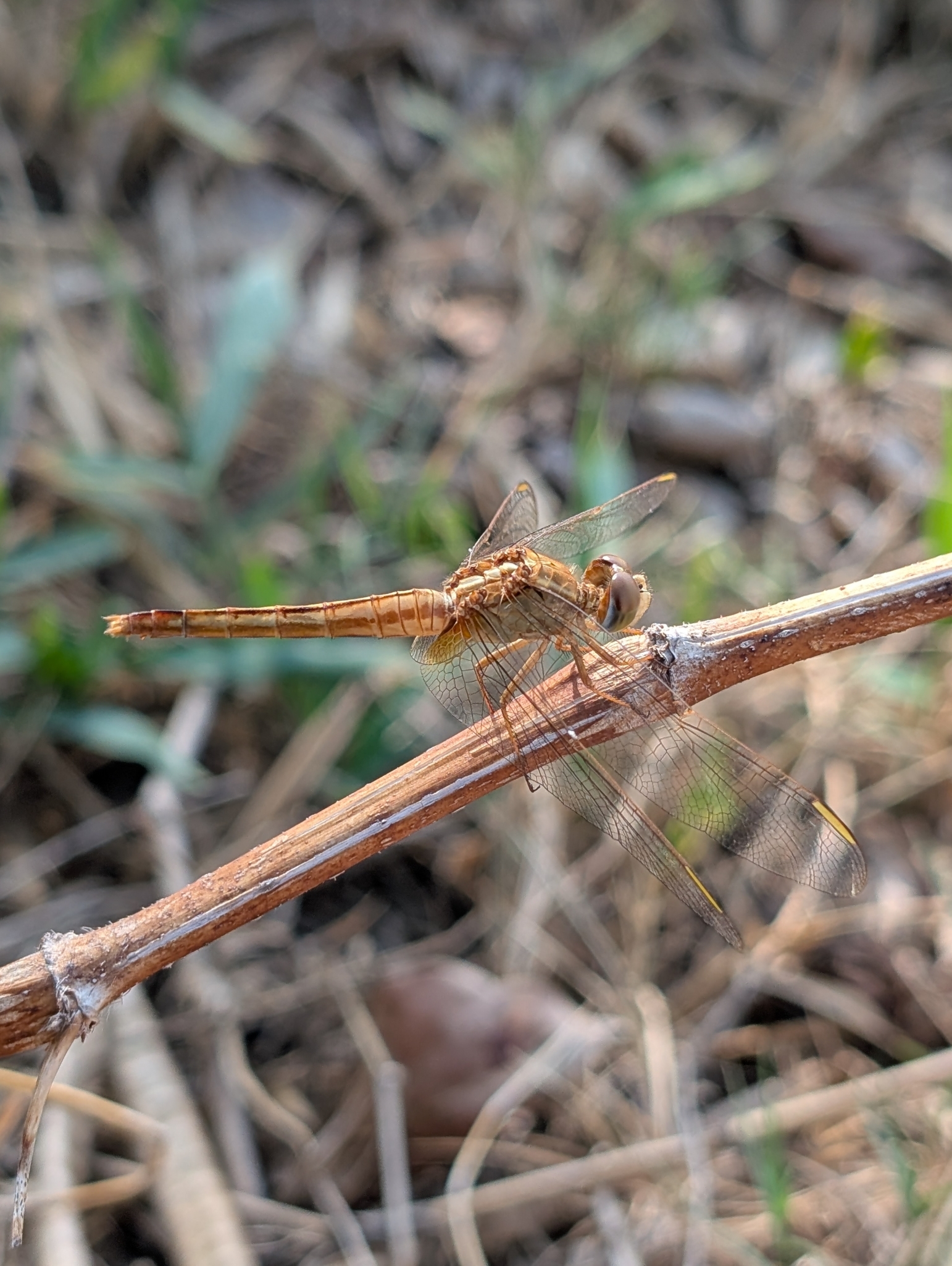 Scarlet Skimmer