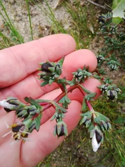 Lampranthus leptaleon