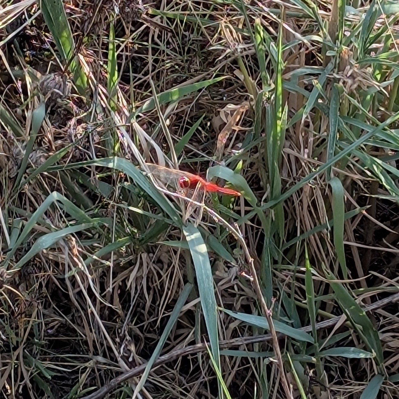 Scarlet Skimmer
