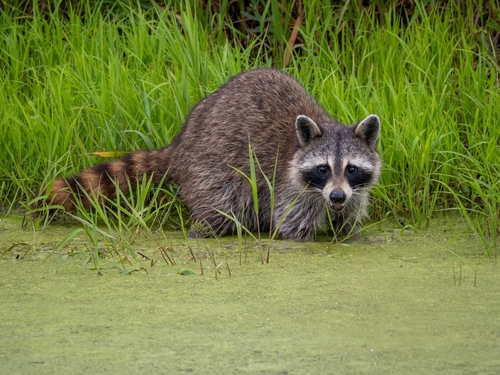 Common Raccoon photographed in Michigan