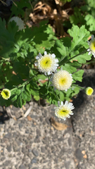 Tanacetum parthenium