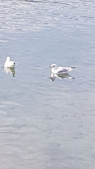 Chroicocephalus ridibundus