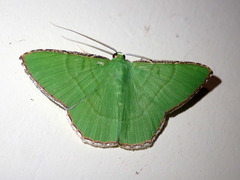 Ornithospila succincta