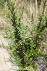 Phylica paniculata