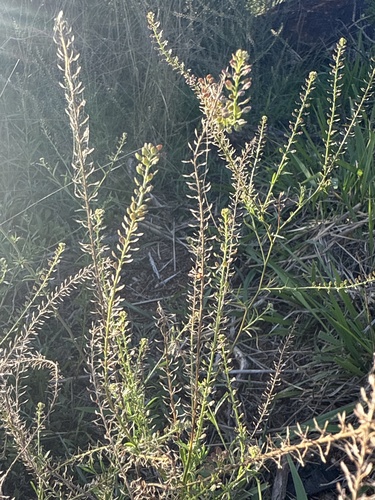 Lepidium virginicum observed 2025-05-09