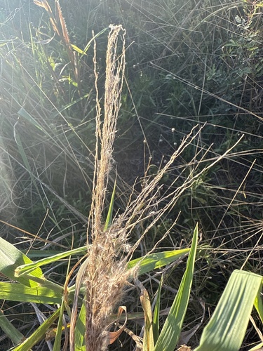 Digitaria insularis observed 2025-05-09