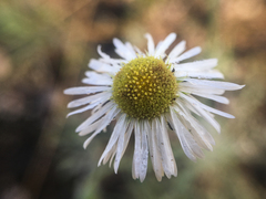 Erigeron pumilus